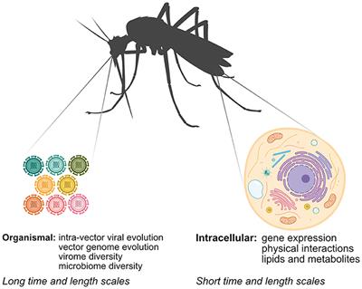 Mapping Arbovirus-Vector Interactions Using Systems Biology Techniques